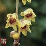 Chimonanthus praecox