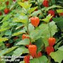 Physalis alkekengi var. franchetii 'Gigantea' - Easy Grow Range