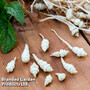 Chinese Artichoke 'Rosoku'