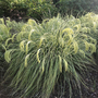 Chionochloa flavicans 'Taupo Lights'