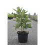 Chionanthus virginicus