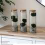Moss Balls in Tall Glass Vase