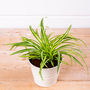 Chlorophytum comosum 'Atlantic'