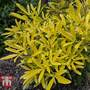 Choisya x dewitteana 'Aztec Gold'