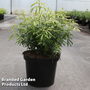 Choisya x dewitteana 'Greenfingers'