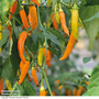 Chilli Pepper 'Havana Gold' - Seeds