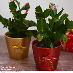 Christmas Cactus - Gift