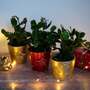 Christmas Cactus - Gift