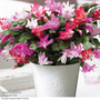 Christmas Cactus Multicoloured