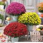 Chrysanthemum 'Hardy Patio Improved'