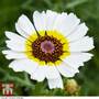 Chrysanthemum carinatum 'Polar Star' - Seeds