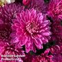 Chrysanthemum 'Amiko Violet'