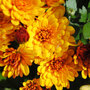 Chrysanthemum 'Conella Orange'