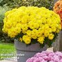 Chrysanthemum 'Homerun Yellow'