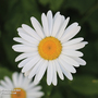 Chrysanthemum 'Silver Princess'