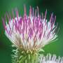 Cirsium 'Pink Blush'