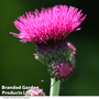 Cirsium rivulare 'Atropurpureum'