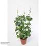 Cissus rotundifolia