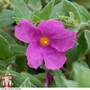 Cistus x pulverulentus 'Sunset'