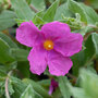 Cistus x pulverulentus 'Sunset'