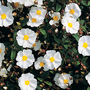 Cistus corbariensis
