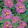 Cistus x purpureus