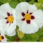 Cistus albidus 'Snowflake'