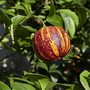 Blood meyer orange 'Arcobal' (Citrus Fruit)