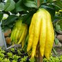 Citrus 'Hand of Buddha' (Citrus Fruit)