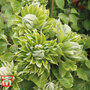 Clematis 'Green Passion'