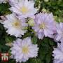Clematis 'Dancing King'