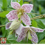 Clematis 'Advent Bells'