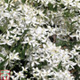 Clematis armandii