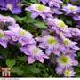 Clematis Crystal Fountain™ evipo038
