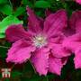 Clematis 'Ernest Markham'