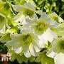 Clematis 'Early Sensation'