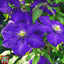 Clematis 'General Sikorski'