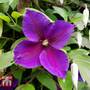 Clematis 'Jackmanii'