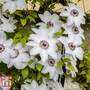 Clematis 'Miss Bateman'