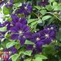 Clematis 'Étoile Violette'