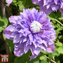 Clematis 'Multi Blue'