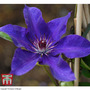 Clematis 'The President'