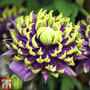 Clematis florida 'Taiga'