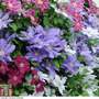 Nurserymans Choice Clematis