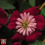 Clematis Avant-Garde™ evipo033