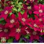 Clematis Rebecca™ evipo016