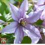 Clematis 'Samaritan Jo'™ evipo075