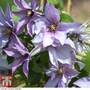 Clematis 'Samaritan Jo'™ evipo075