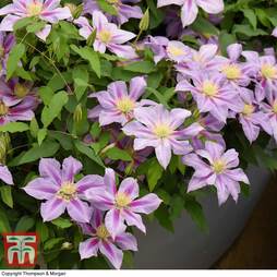 Clematis Volunteer™ evipo080