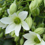 Clematis 'Michiko'™ evipo044